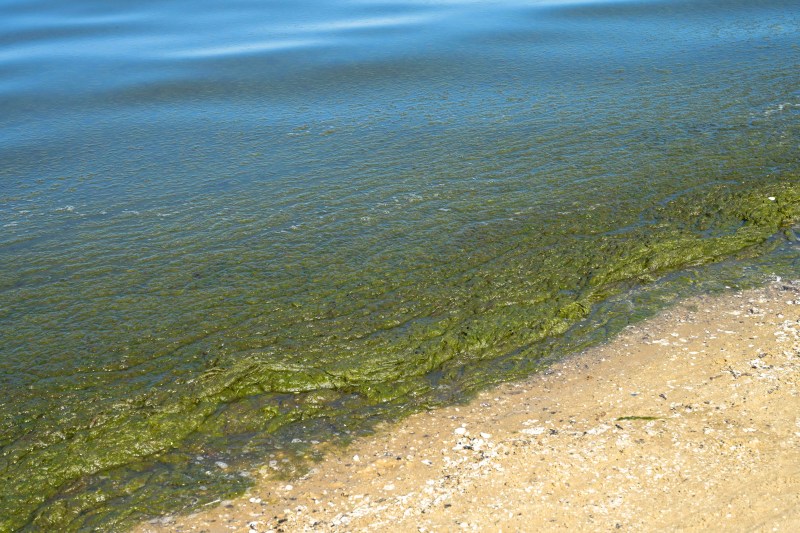 FOTO Litoralul românesc este sufocat de algele aduse pe plajă, turiștii sunt nemulțumiți / Explicațiile date de autorități