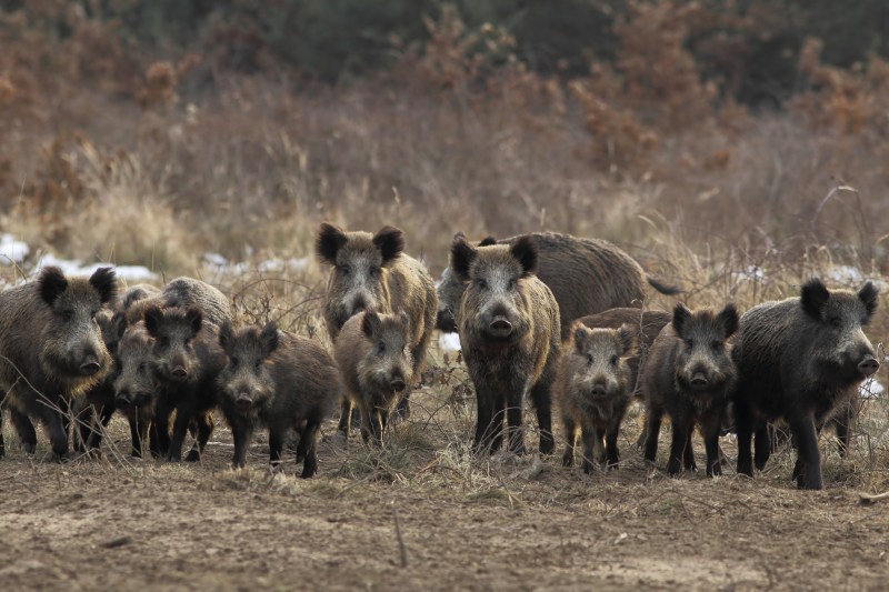 Porci mistreți. Sursă foto: Dreamstime