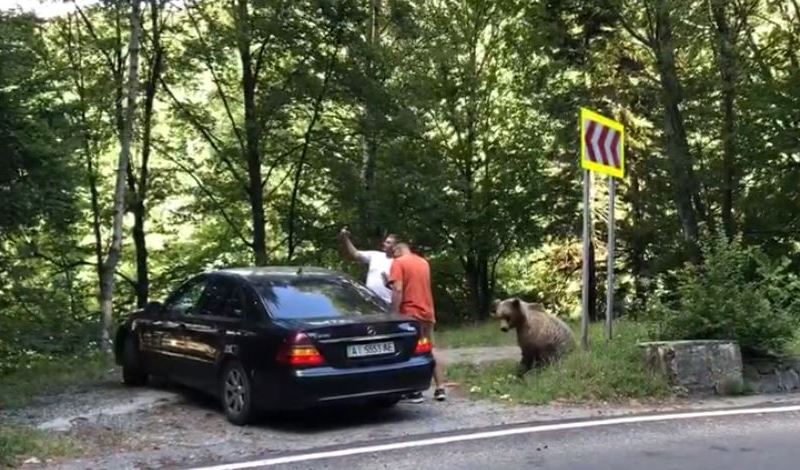 VIDEO Doi bărbaţi, atacaţi de urs pe Transfăgărăşan după ce l-au hrănit şi se fotografiau cu el / I-au salvat claxoanele mașinilor din apropiere