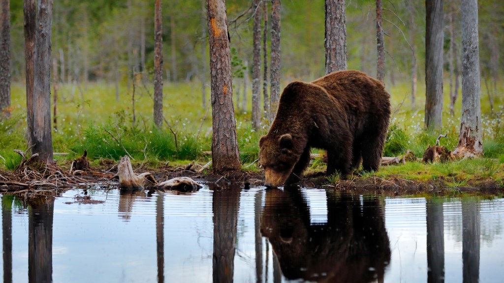 Ursi / Știrile ProTV