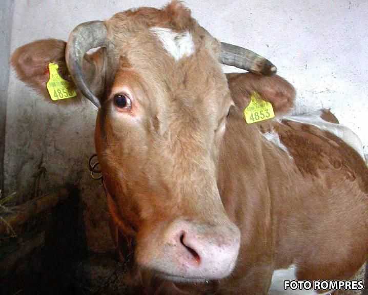 Toalete pentru vaci, Foto: Rompres