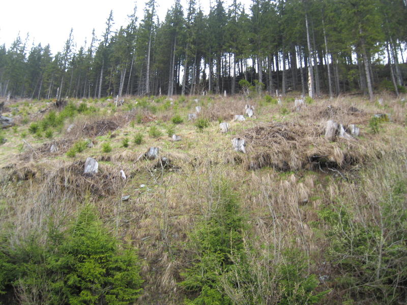 Parc National Rodna - padure taiata, Foto: USER UPLOADED