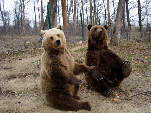 Doi ursi din rezervatia de la Zarnesti, Foto: HotNews.ro