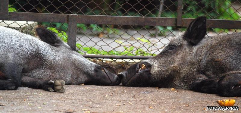 Vanatoare de mistreti la Balc, Foto: AGERPRES