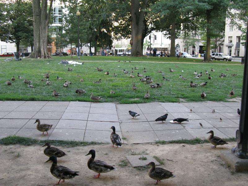 Pasarile, Foto: USER UPLOADED