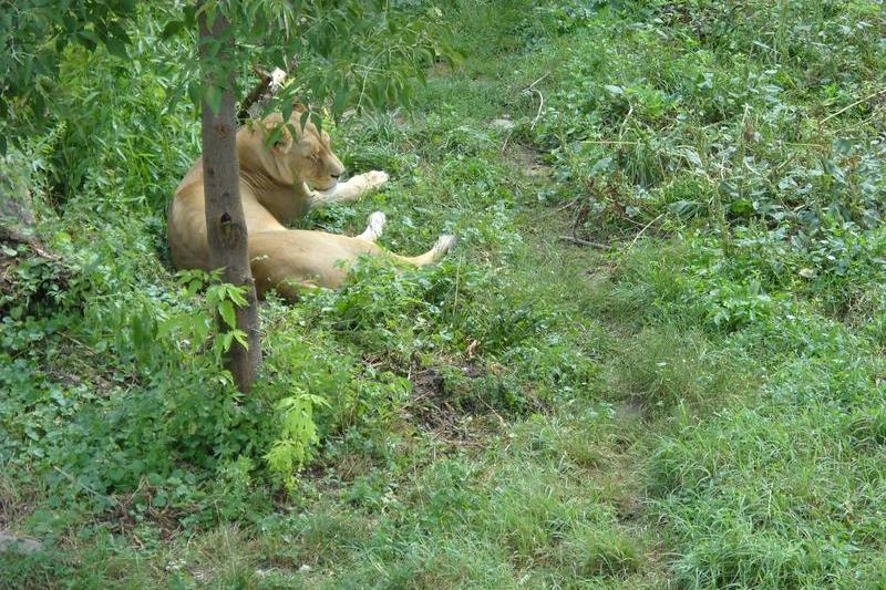 Leoaica la zoo, Foto: USER UPLOADED