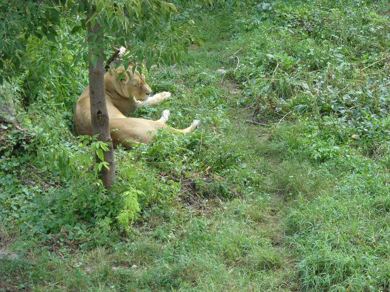 Leoaica la zoo, Foto: USER UPLOADED