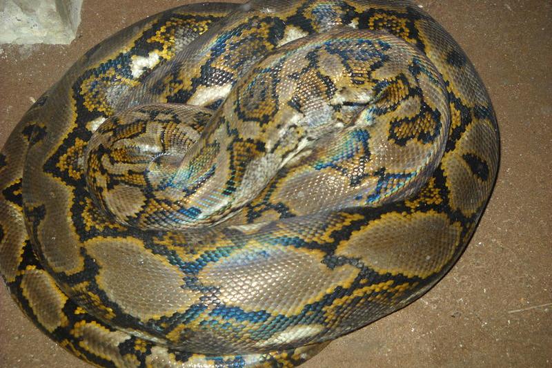 Piton, Foto: USER UPLOADED