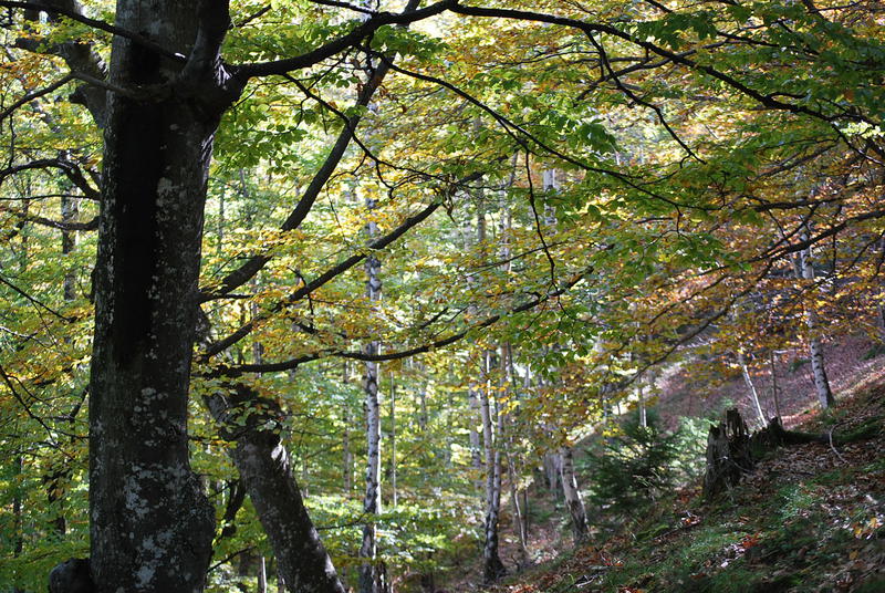 Padure, Foto: Hotnews