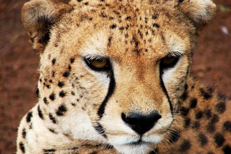 Ghepard, Foto: USER UPLOADED