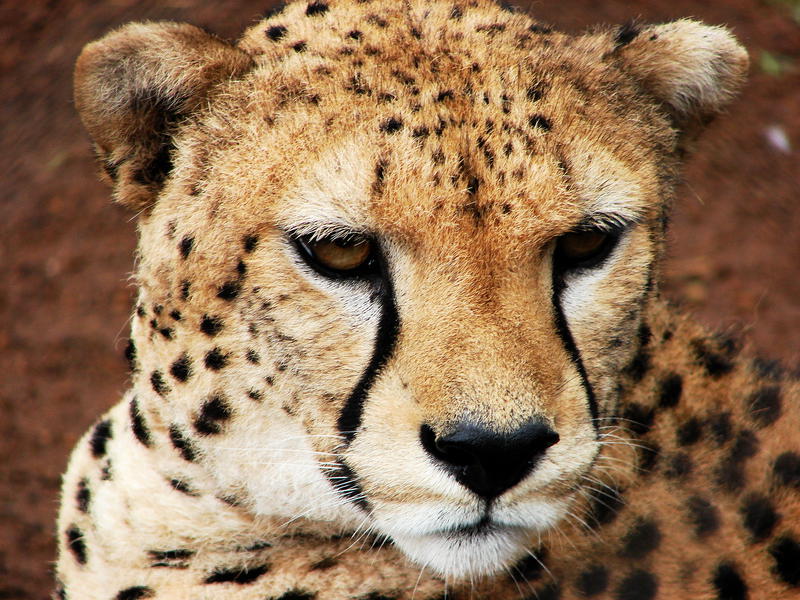 Ghepard, Foto: USER UPLOADED
