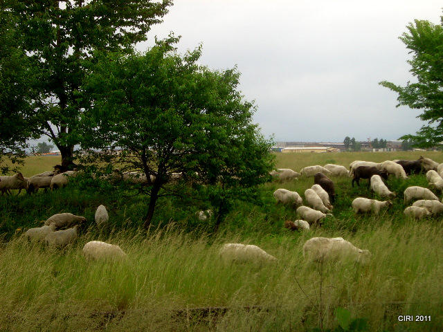 Bucolica, Foto: USER UPLOADED