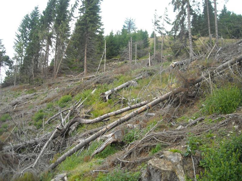 Defrisari, Foto: USER UPLOADED