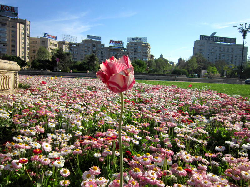 Duminica Floriilor, Foto: USER UPLOADED