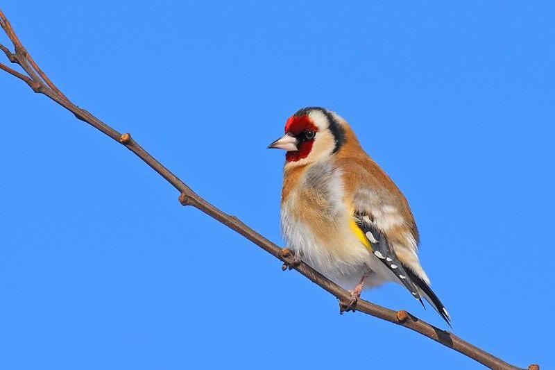 Sticlete , Foto: Razvan Zinica_Societatea Ornitologica Romana