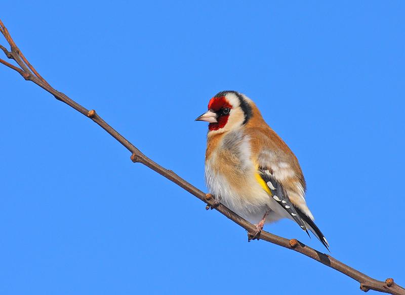 Sticlete , Foto: Razvan Zinica_Societatea Ornitologica Romana