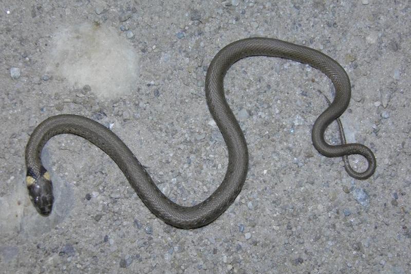 Sarpe, Foto: Societatea Ornitologica Romana