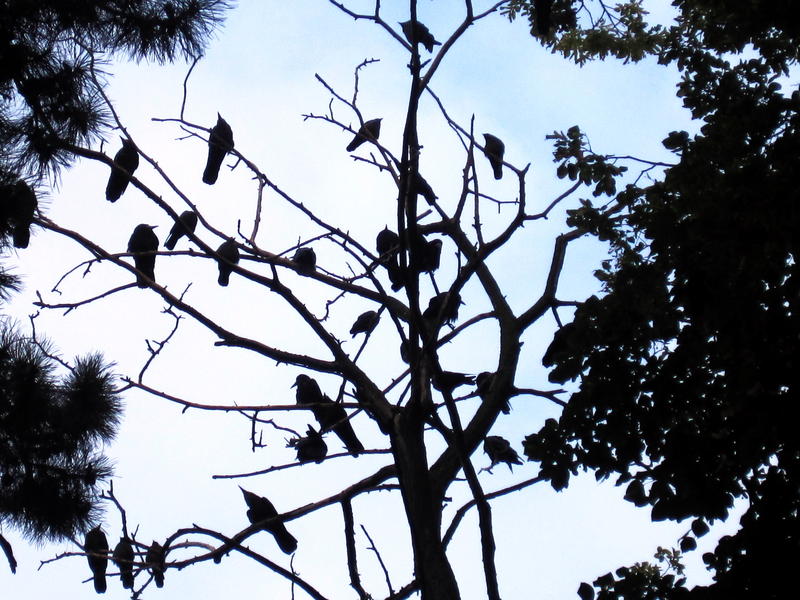 Copacul care face.., Foto: USER UPLOADED