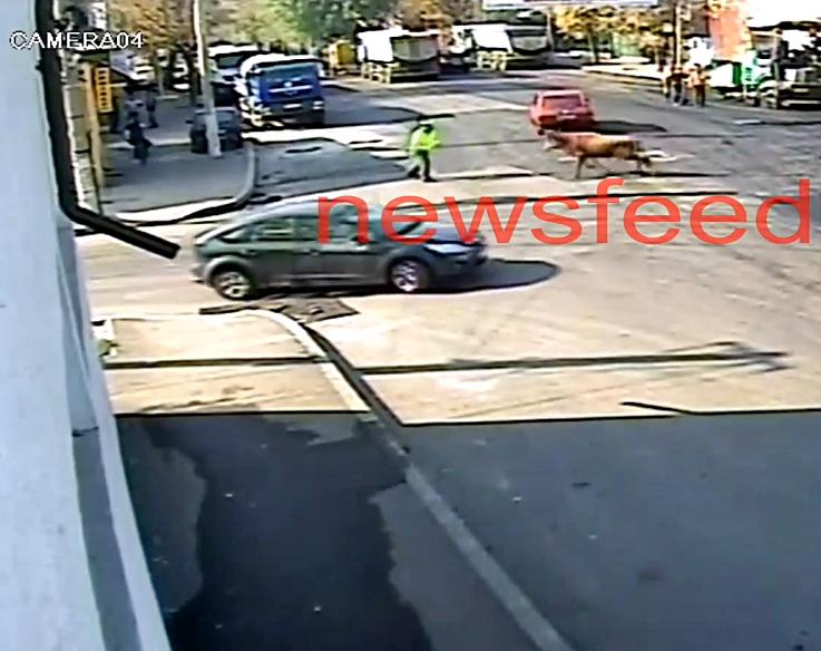 Politist lovit de un taur in Braila, Foto: Captura YouTube