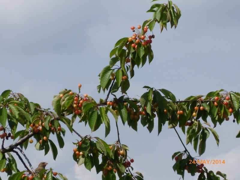 Cirese, Foto: USER UPLOADED