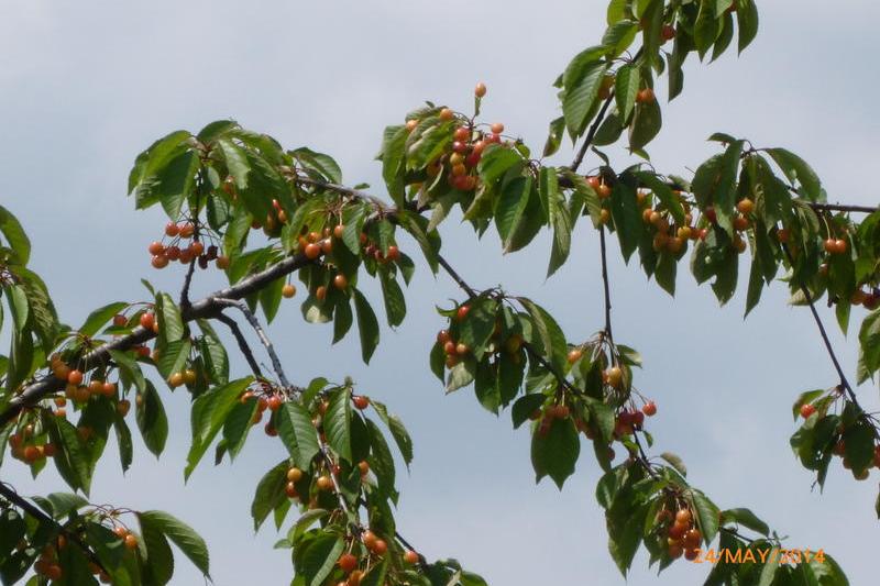 hotii de cirese, Foto: USER UPLOADED