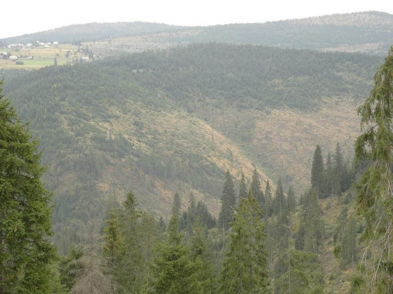 Taieri ilegale, Foto: USER UPLOADED