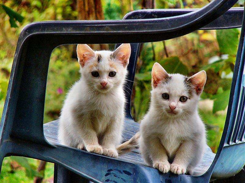 Murdarici si Murdarel, Foto: ravyre