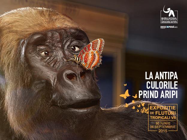 Expozitie de fluturi tropicali vii, Foto: Muzeul Antipa