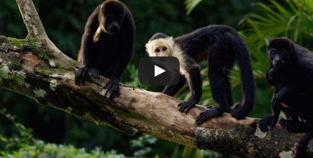 Maimute in bucatarie, Foto: Captura YouTube