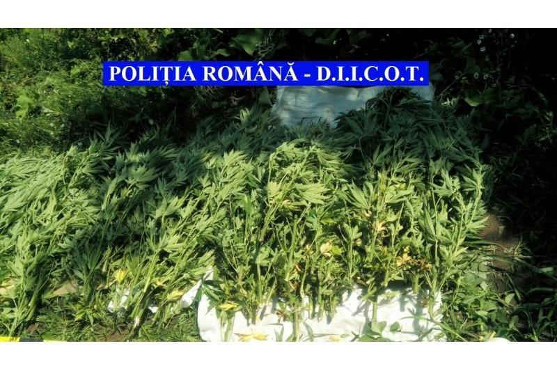 Cultura de cannabis, desfiintata de Politie si DIICOT, Foto: Politia Romana