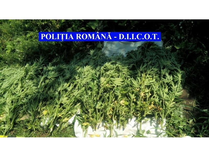 Cultura de cannabis, desfiintata de Politie si DIICOT, Foto: Politia Romana