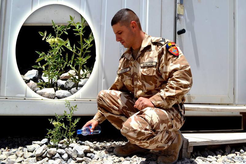 Un militar roman a cultivat un rasad de rosii in Kandahar, Foto: MApN, Cadulencu Iulian