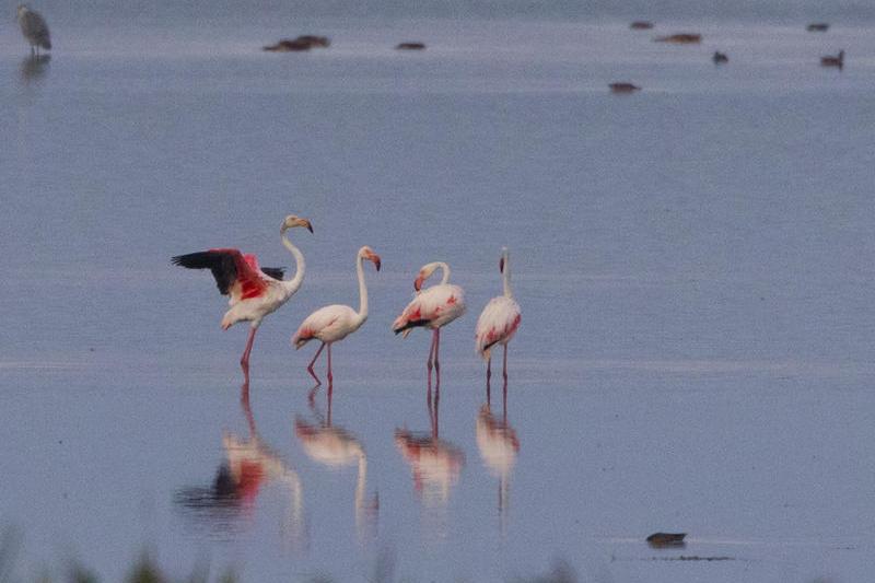 Flamingo apa, Foto: Florin Stavarache