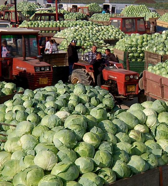 Documentarul 'Varza, cartofi si alti demoni', Foto: TVR