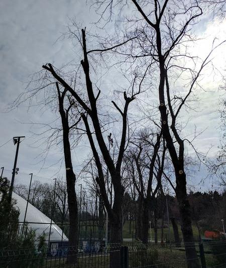 Defrisarea de primavara., Foto: USER UPLOADED