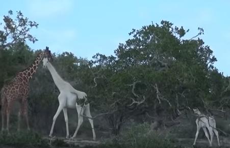 Girafe albe, Foto: Captura YouTube