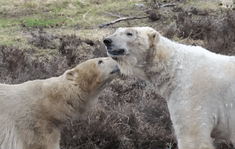 Ursi polari, Foto: youtube.com