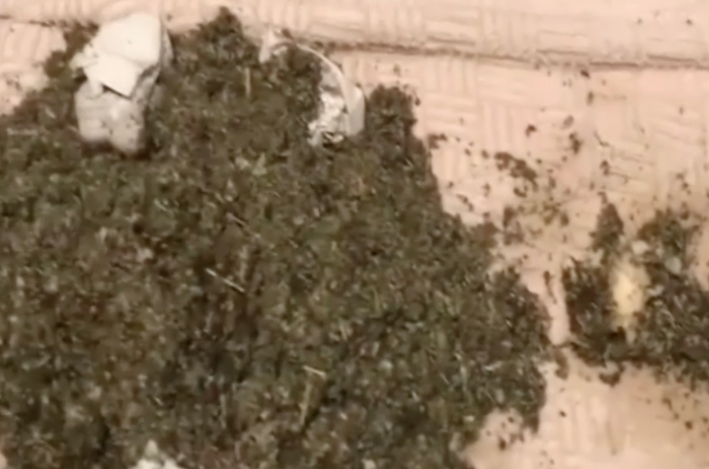 Etnobotanice, Foto: DIICOT