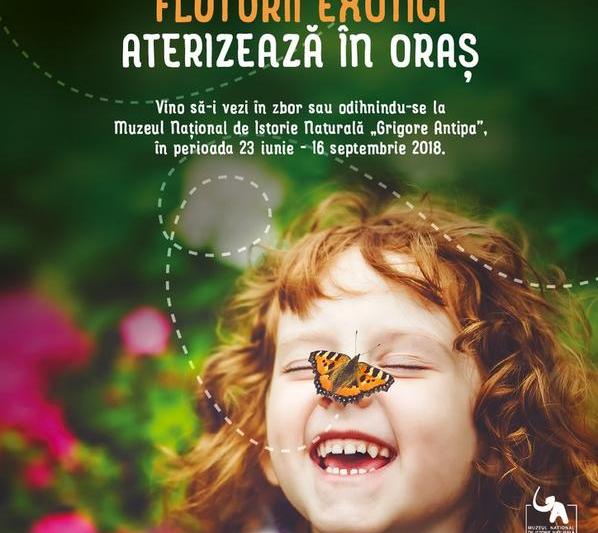 Expozitia 'Fluturii exotici aterizeaza in oras', Foto: Muzeul Antipa