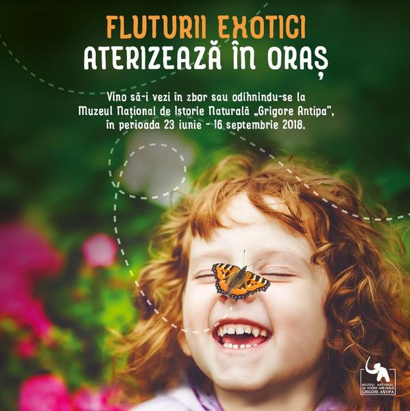 Expozitia 'Fluturii exotici aterizeaza in oras', Foto: Muzeul Antipa