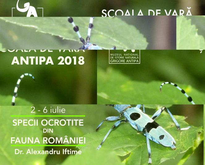 Specii ocrotite din fauna Romaniei , Foto: Muzeul Antipa