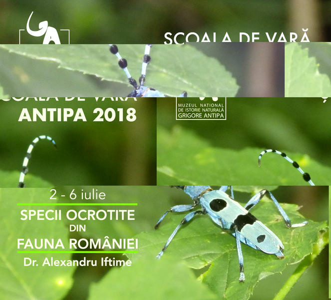 Specii ocrotite din fauna Romaniei , Foto: Muzeul Antipa