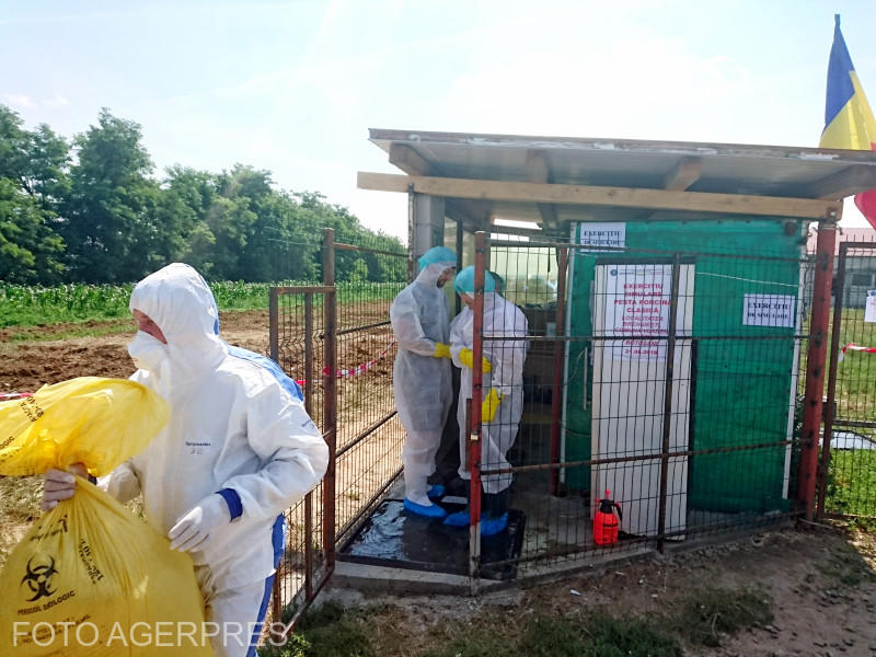 DSVSA, combatere pesta porcina, Foto: Agerpres