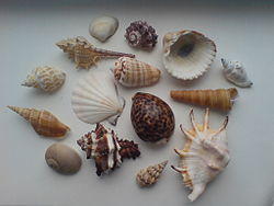 Scoici si melci, Foto: Wikipedia