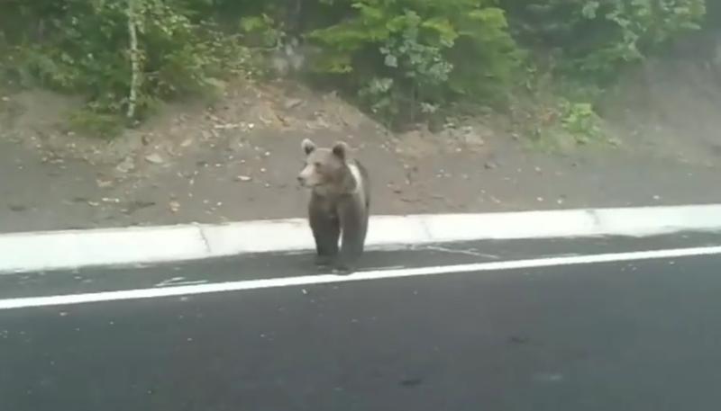 Urs surprins in trafic, Foto: Captura video Facebook