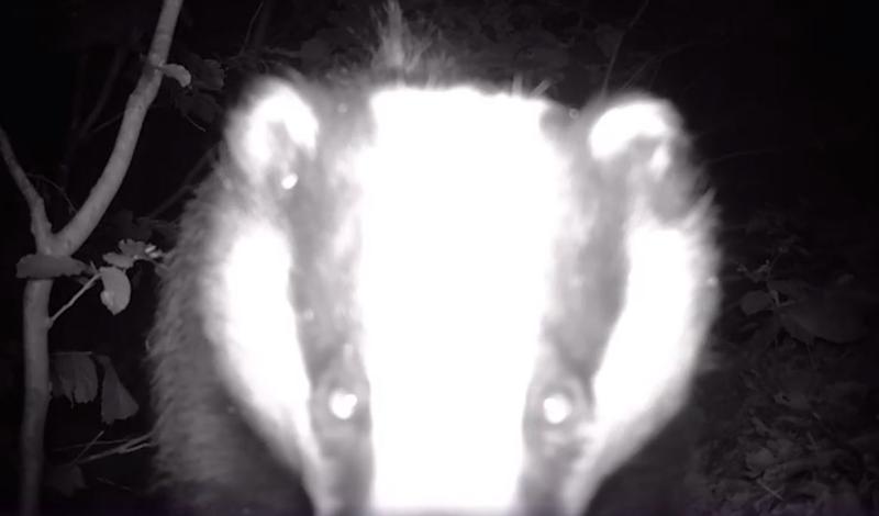 Bursuc, Foto: Captura Facebook