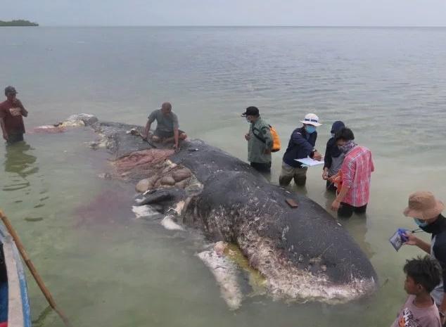 Casalot mort, Foto: Captura Reuters