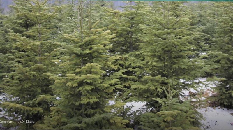 Brazi pentru Sarbatori, Foto: Romsilva