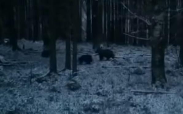 Ursoaica si pui, Foto: Captura video