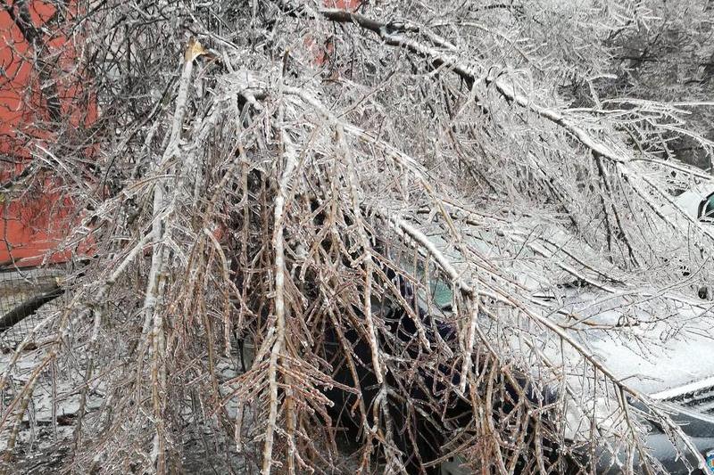 copaci cazuti peste masini, Foto: Hotnews